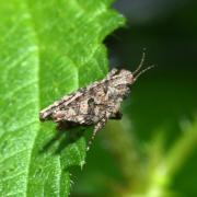 Tetrix tenuicornis (Sahlberg, 1891) - Tétrix des carrières, Tétrix des sablières