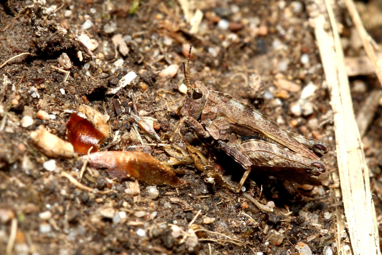 Tetrix undulata (Sowerby, 1806) - Tétrix forestier, Tétrix commun, Tétrix des clairières