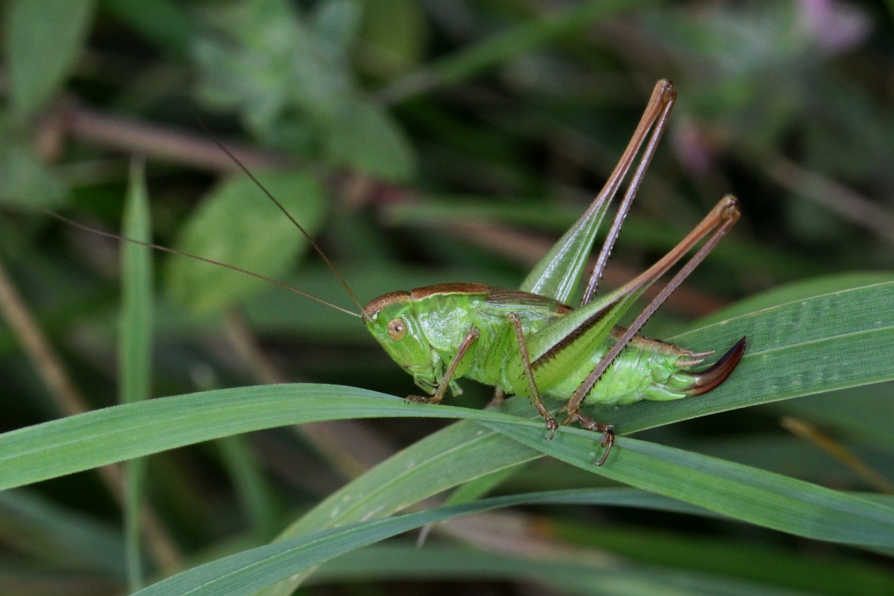 Bicolorana bicolor (Philippi, 1830) - Decticelle bicolore (femelle)