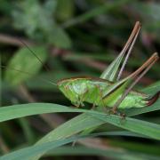 Bicolorana bicolor (Philippi, 1830) - Decticelle bicolore (femelle)