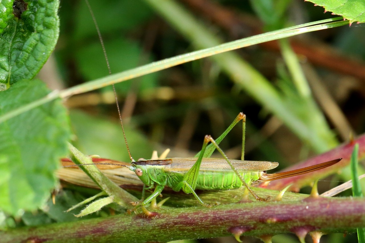 Conocephalus fuscus (Fabricius, 1793) - Conocéphale bigarré (femelle)