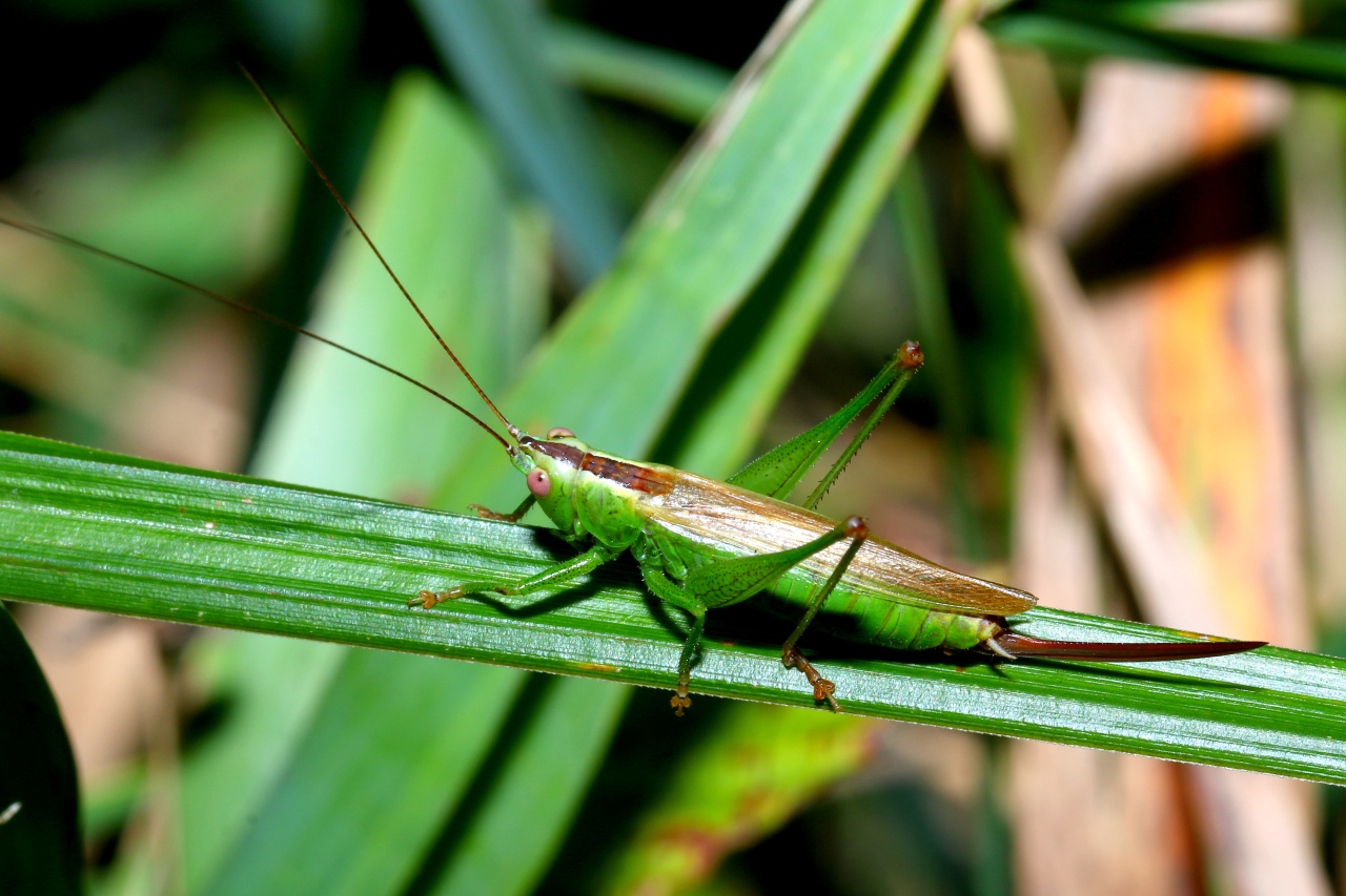 Conocephalus fuscus (Fabricius, 1793) - Conocéphale bigarré (femelle)