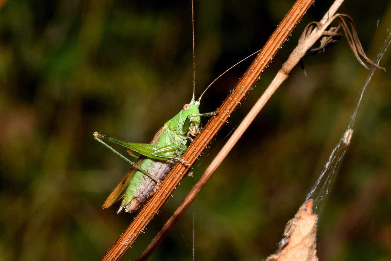 Conocephalus fuscus (Fabricius, 1793) - Conocéphale bigarré (mâle)