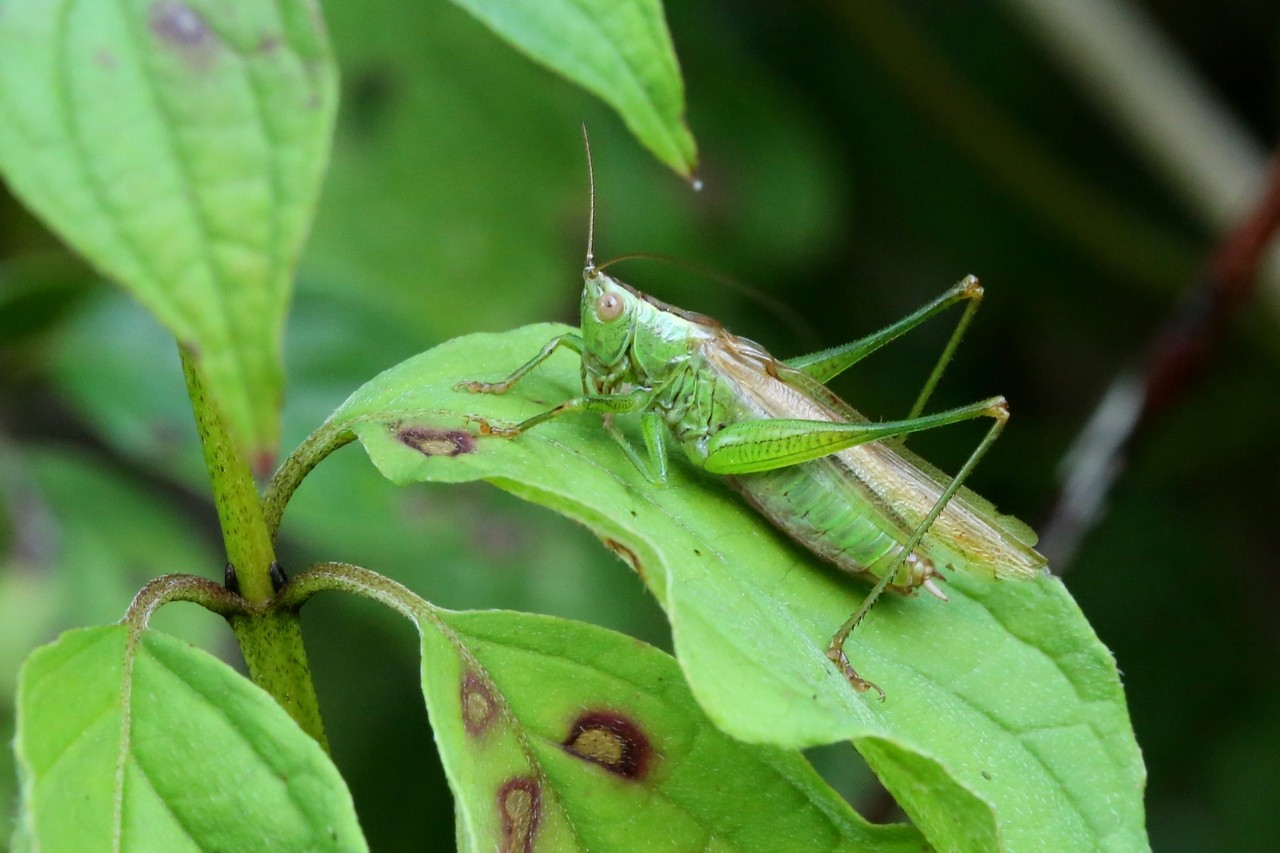 Conocephalus fuscus (Fabricius, 1793) - Conocéphale bigarré (mâle)