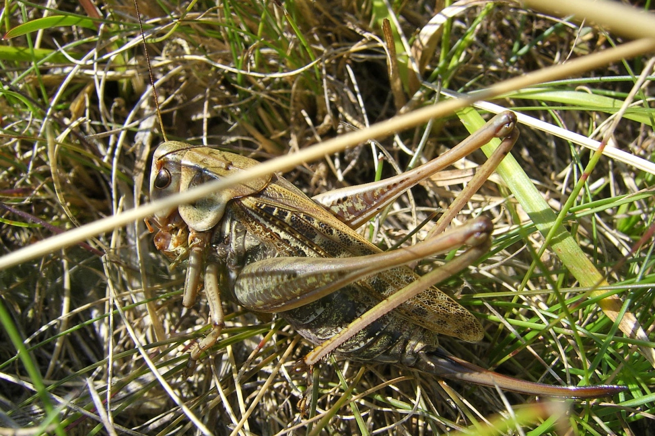 Decticus verrucivorus (Linnaeus, 1758) - Dectique verrucivore (femelle - morphe brune)