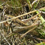 Decticus verrucivorus (Linnaeus, 1758) - Dectique verrucivore (femelle - morphe brune)