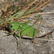 Decticus verrucivorus (Linnaeus, 1758) - Dectique verrucivore (femelle)