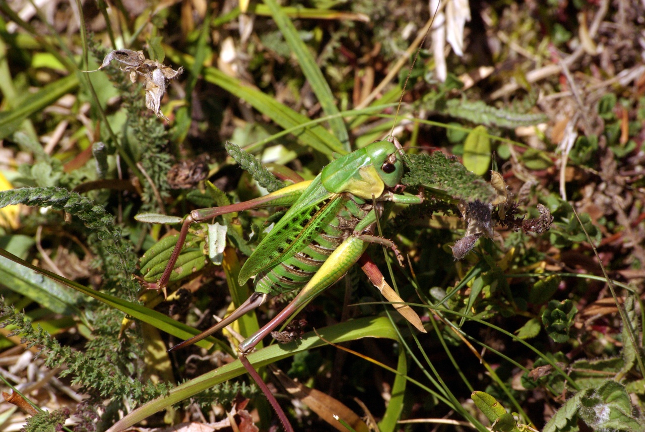 Decticus verrucivorus (Linnaeus, 1758) - Dectique verrucivore (femelle)