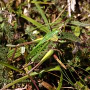 Decticus verrucivorus (Linnaeus, 1758) - Dectique verrucivore (femelle)