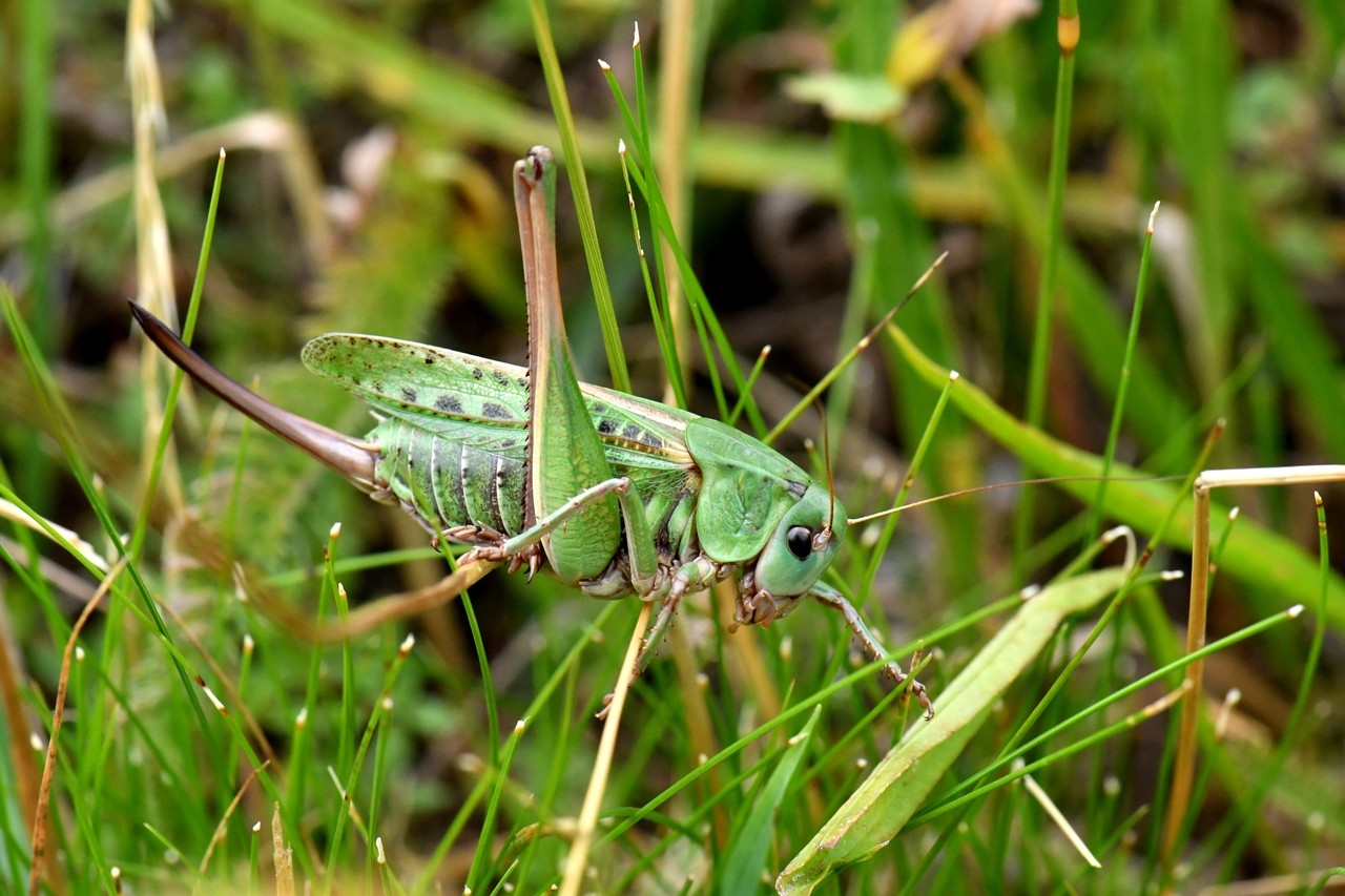 Decticus verrucivorus (Linnaeus, 1758) - Dectique verrucivore (femelle)