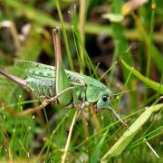 Decticus verrucivorus (Linnaeus, 1758) - Dectique verrucivore (femelle)