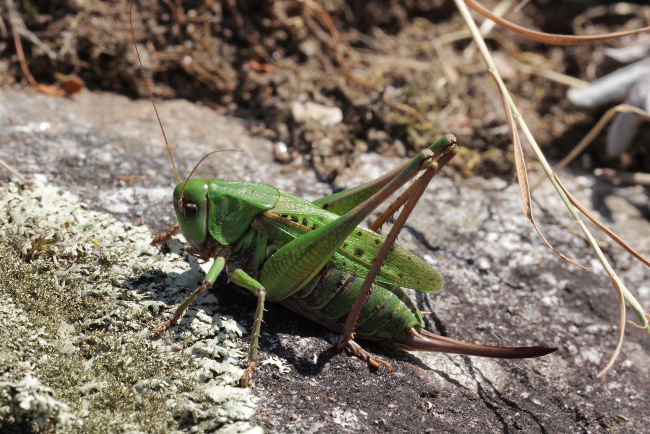 Decticus verrucivorus (Linnaeus, 1758) - Dectique verrucivore (femelle)