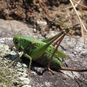 Decticus verrucivorus (Linnaeus, 1758) - Dectique verrucivore (femelle)