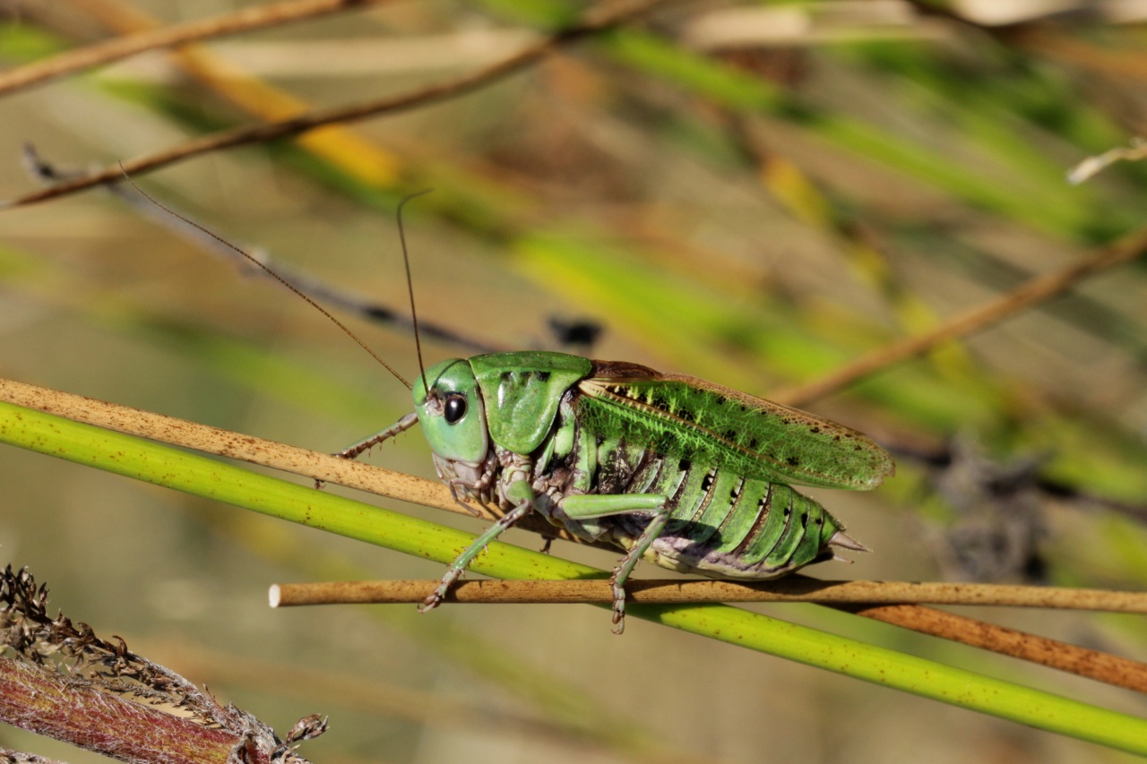 Decticus verrucivorus (Linnaeus, 1758) - Dectique verrucivore (mâle)