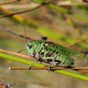 Decticus verrucivorus (Linnaeus, 1758) - Dectique verrucivore (mâle)