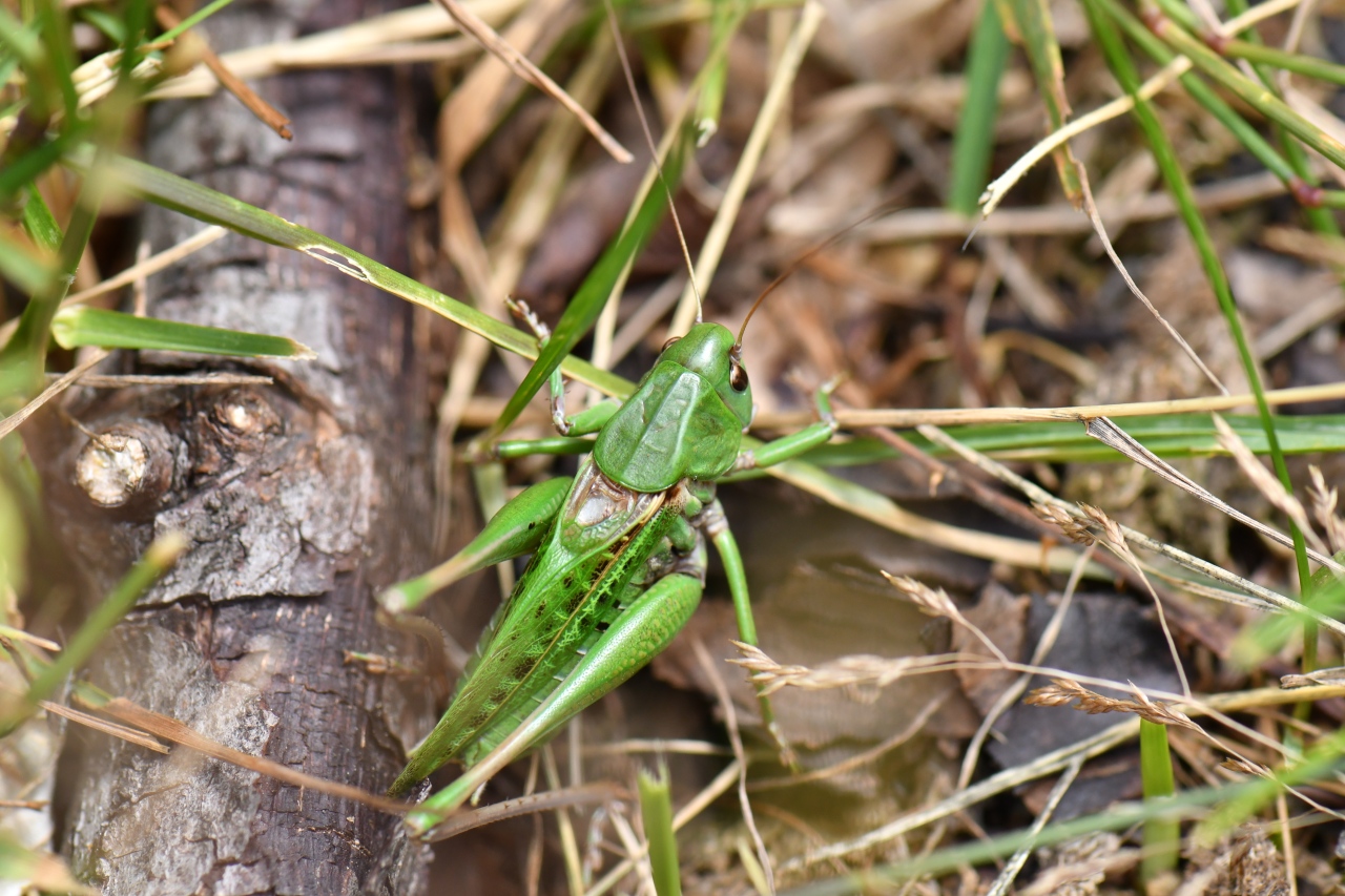 Decticus verrucivorus (Linnaeus, 1758) - Dectique verrucivore (mâle)