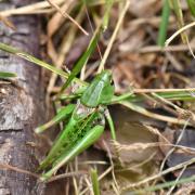 Decticus verrucivorus (Linnaeus, 1758) - Dectique verrucivore (mâle)