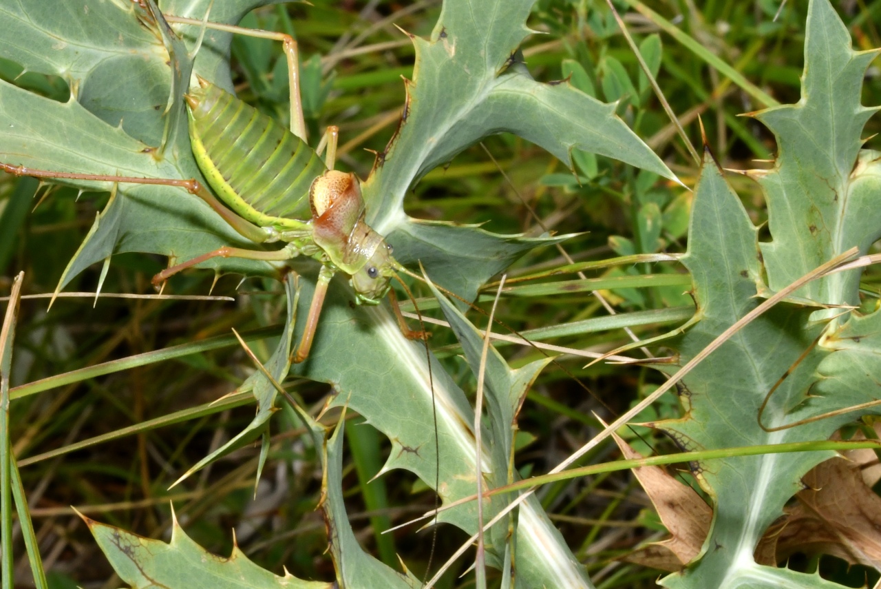 Ephippiger diurnus diurnus Dufour, 1841 - Ephippigère des vignes (mâle immature)