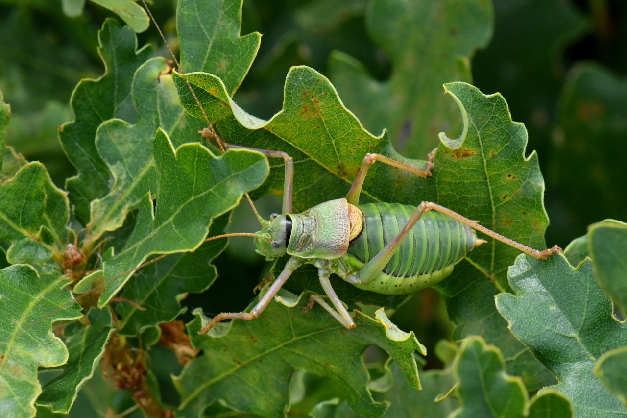 Ephippiger diurnus diurnus Dufour, 1841 - Ephippigère des vignes (mâle)