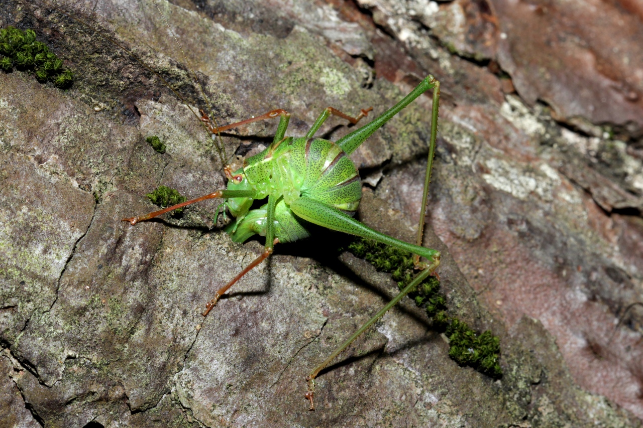 Leptophyes punctatissima (Bosc, 1792) - Sauterelle ponctuée (femelle en ponte)