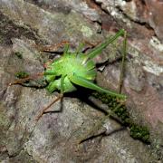 Leptophyes punctatissima (Bosc, 1792) - Sauterelle ponctuée (femelle en ponte)