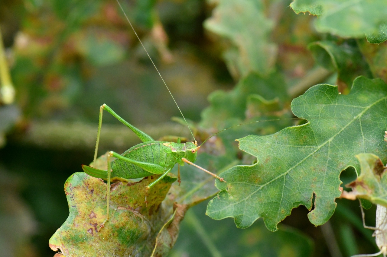 Leptophyes punctatissima (Bosc, 1792) - Sauterelle ponctuée (femelle)