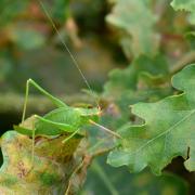 Leptophyes punctatissima (Bosc, 1792) - Sauterelle ponctuée (femelle)