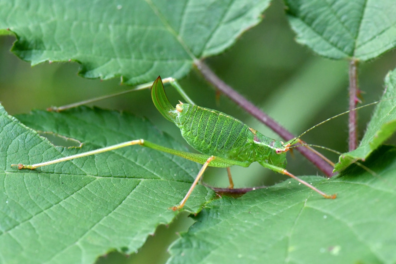 Leptophyes punctatissima (Bosc, 1792) - Sauterelle ponctuée (femelle)