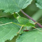 Leptophyes punctatissima (Bosc, 1792) - Sauterelle ponctuée (femelle)