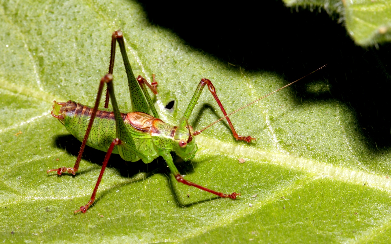 Leptophyes punctatissima (Bosc, 1792) - Sauterelle ponctuée (mâle)