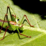 Leptophyes punctatissima (Bosc, 1792) - Sauterelle ponctuée (mâle)