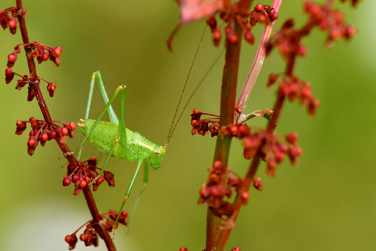 Leptophyes punctatissima (Bosc, 1792) - Sauterelle ponctuée (mâle)