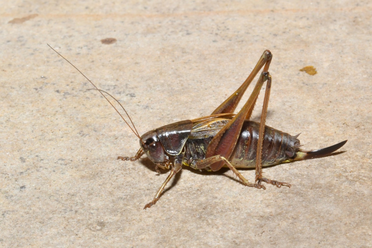 Metrioptera saussuriana (Frey-Gessner, 1872) - Decticelle des alpages (femelle)