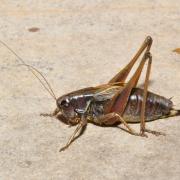 Metrioptera saussuriana (Frey-Gessner, 1872) - Decticelle des alpages (femelle)