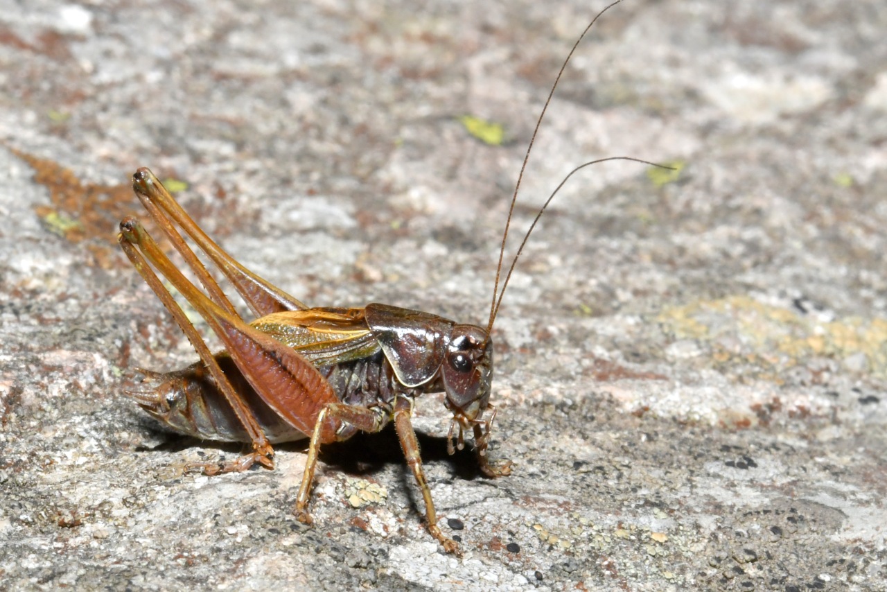 Metrioptera saussuriana (Frey-Gessner, 1872) - Decticelle des alpages (mâle)