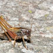 Metrioptera saussuriana (Frey-Gessner, 1872) - Decticelle des alpages (mâle)