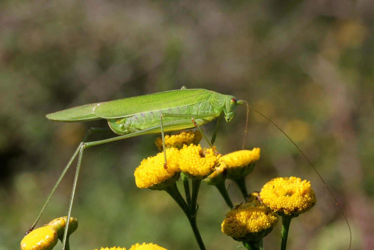 Phaneroptera falcata (Poda, 1761) - Phanéroptère commun (femelle)