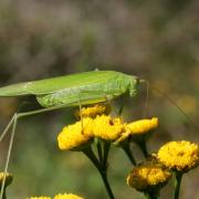 Phaneroptera falcata (Poda, 1761) - Phanéroptère commun (femelle)