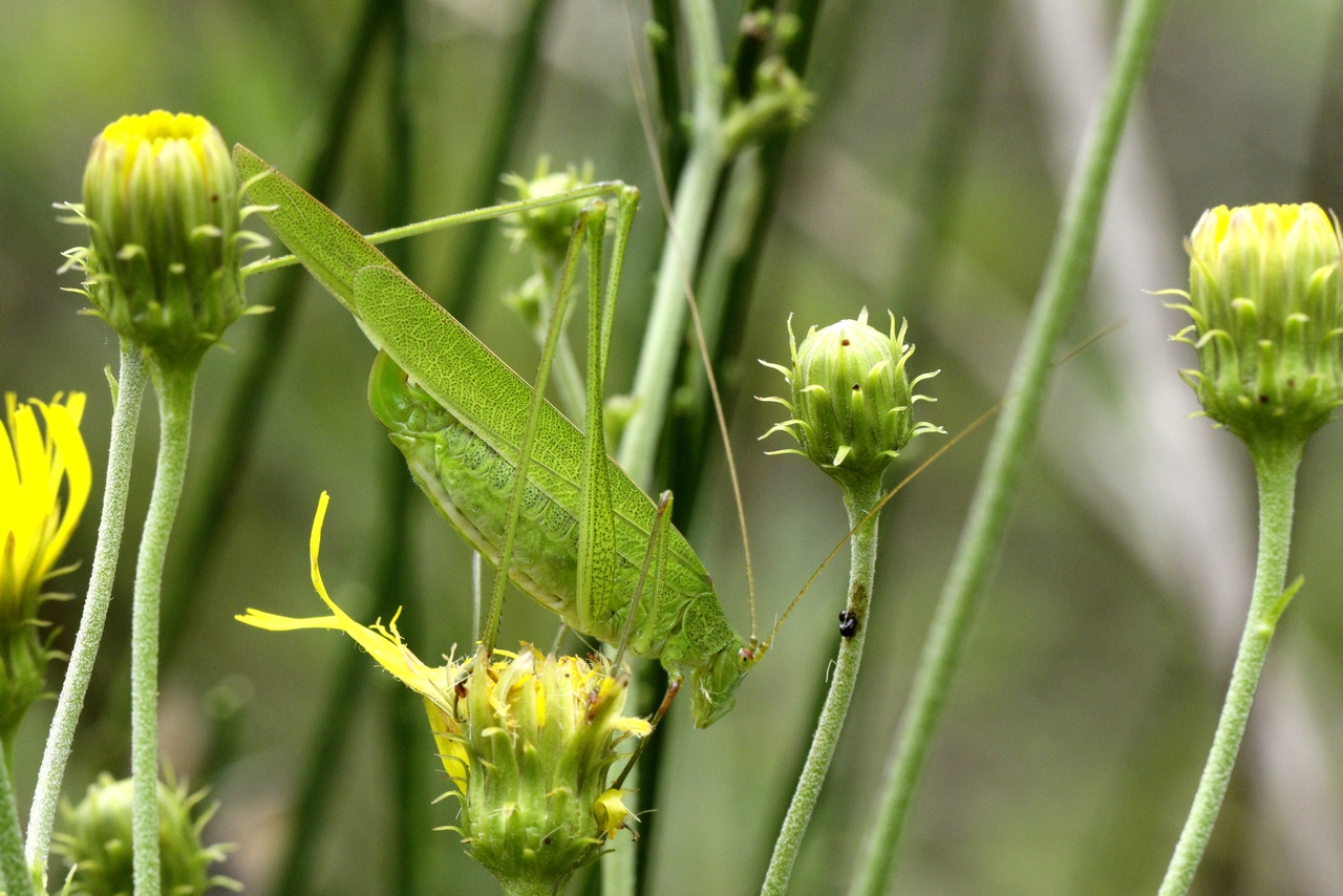 Phaneroptera falcata (Poda, 1761) - Phanéroptère commun (femelle)