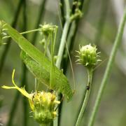 Phaneroptera falcata (Poda, 1761) - Phanéroptère commun (femelle)