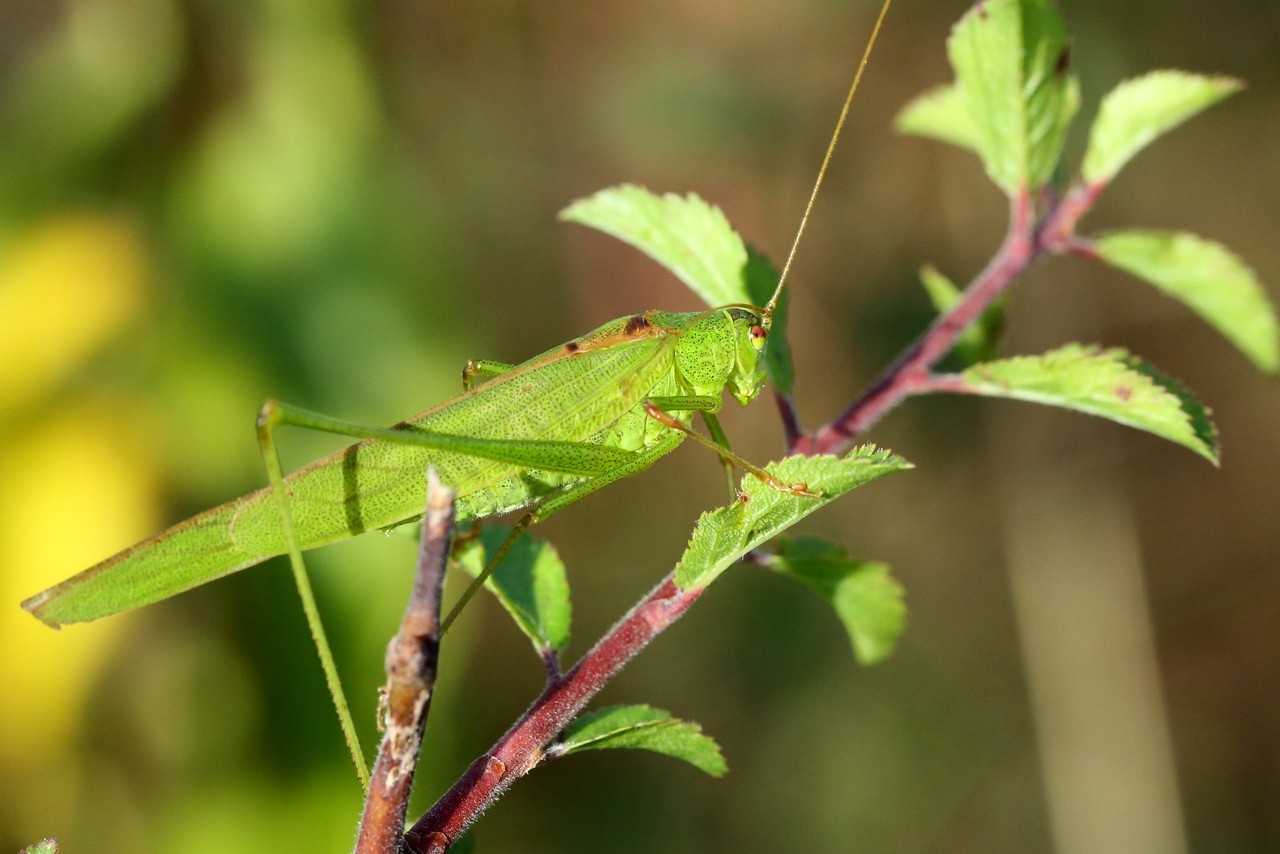 Phaneroptera falcata (Poda, 1761) - Phanéroptère commun (mâle)