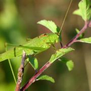 Phaneroptera falcata (Poda, 1761) - Phanéroptère commun (mâle)