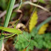 Phaneroptera falcata (Poda, 1761) - Phanéroptère commun (mâle)