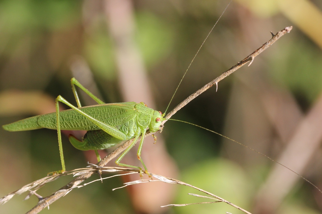 Phaneroptera nana Fieber, 1853 - Phanéroptère méridional