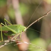 Phaneroptera nana Fieber, 1853 - Phanéroptère méridional