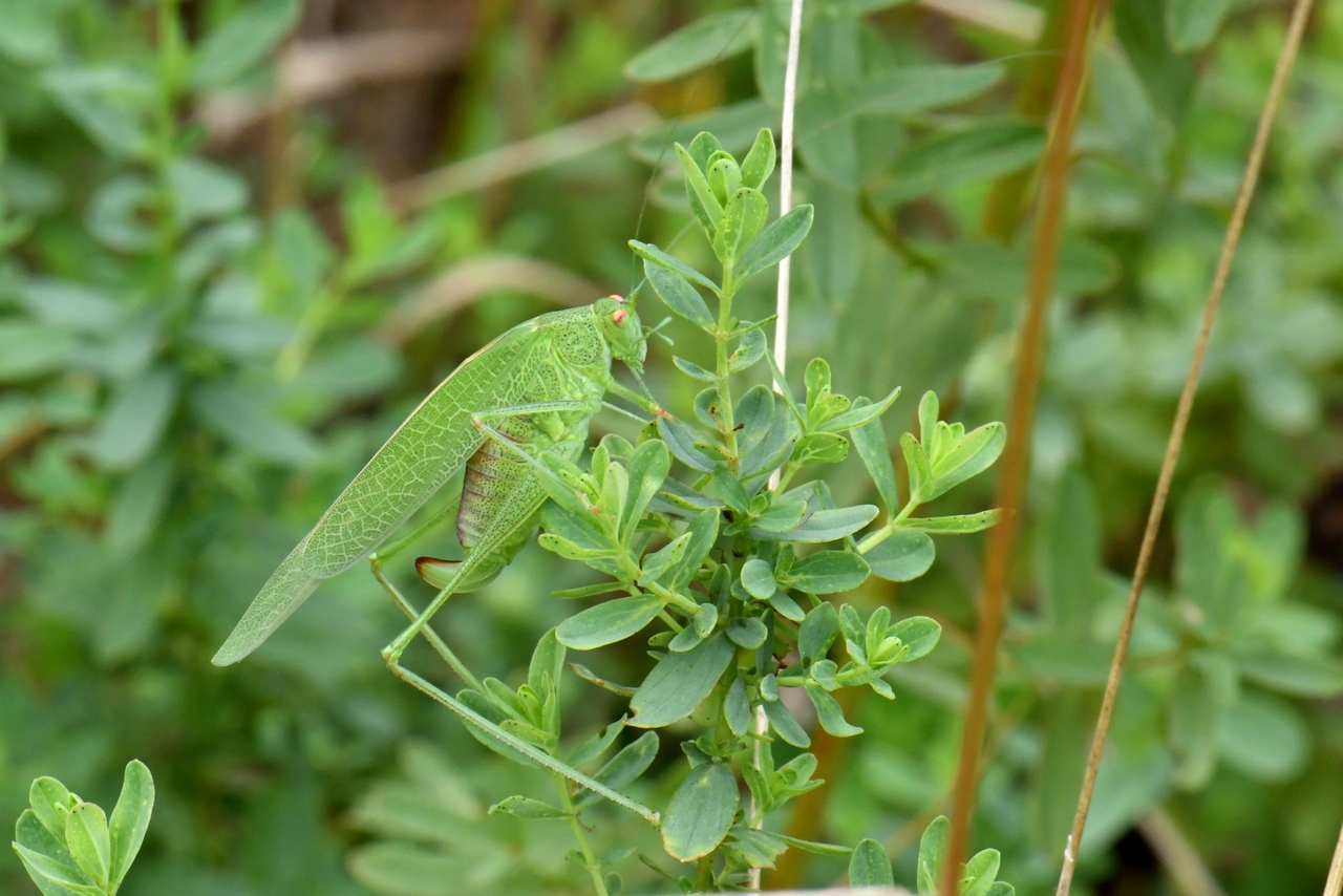 Phaneroptera nana Fieber, 1853 - Phanéroptère méridional (femelle)