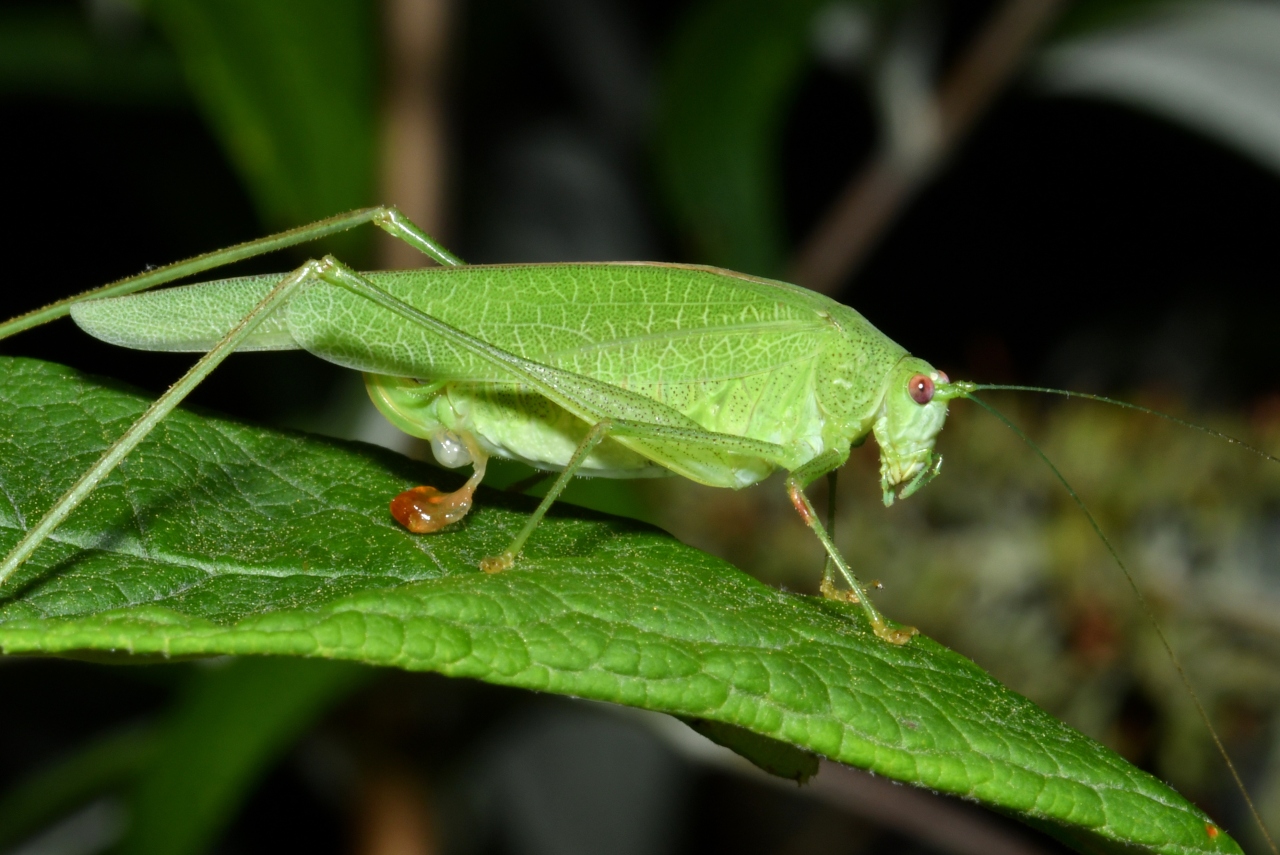 Phaneroptera nana Fieber, 1853 - Phanéroptère méridional (femelle avec spermatophore)