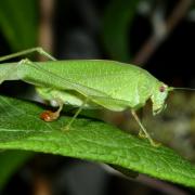 Phaneroptera nana Fieber, 1853 - Phanéroptère méridional (femelle avec spermatophore)