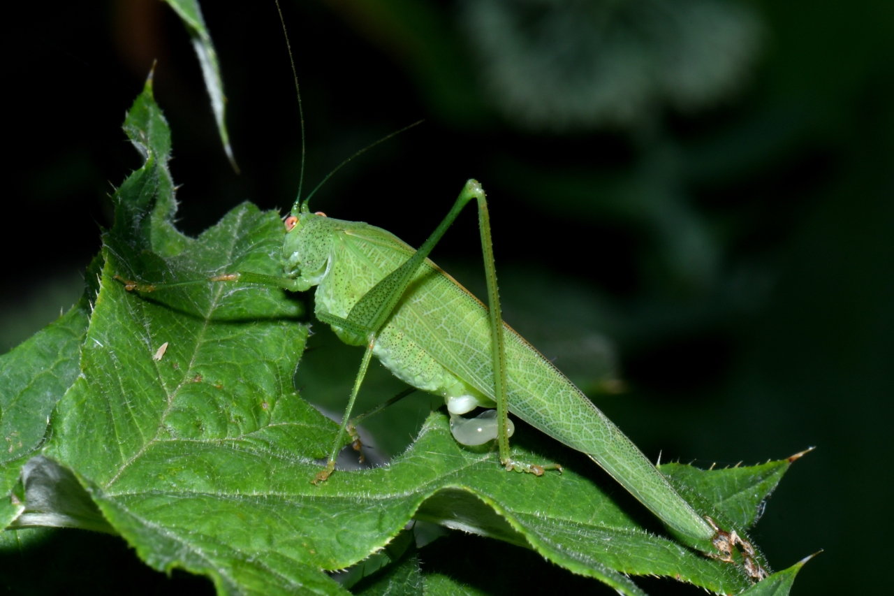 Phaneroptera nana Fieber, 1853 - Phanéroptère méridional (femelle avec spermatophore) 