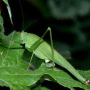 Phaneroptera nana Fieber, 1853 - Phanéroptère méridional (femelle avec spermatophore) 